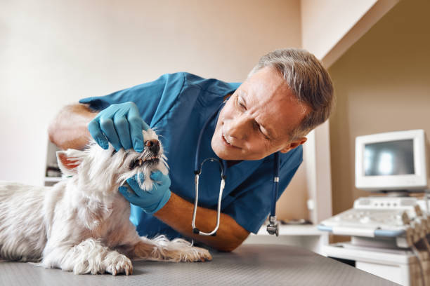 Best Emergency Dental Care for Trauma or Injury in Clay Center, KS